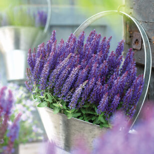 Szałwia Wspaniała "Sensation Compact Deep Blue"  (Salvia Nemorosa)