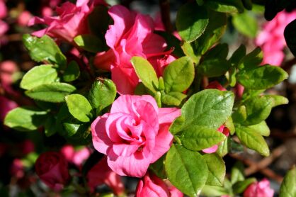 Azalia Japońska "Babuschka" (Azalea Jap.)