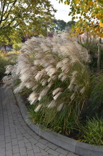 Miskant Chiński "Graziella" (Miscanthus Sinensis)