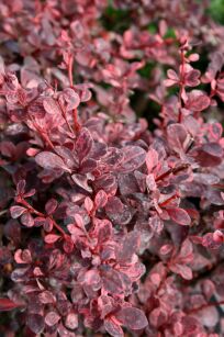 Berberys Thunberga "Pink Queen" (Berberis Thunbergii)