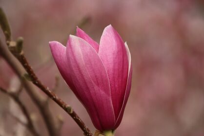 Magnolia "Burgundy Spire" (Magnolia)