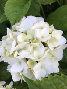Hortensja Ogrodowa "Soeur Therese" (Hydrangea Macrophylla)