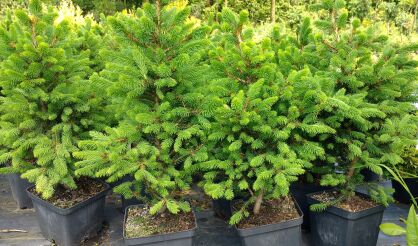Świerk Pospolity "Will`s Zwerg" (Picea Abies)