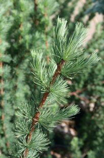 Modrzew Japoński "Jakobsen's Pyramid" (Larix Kaempferi )
