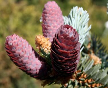 Świerk Kłujący "Hoopsii" (Picea Pungens)