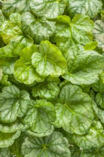 Żurawka "Dolce Appletini " (Heuchera)