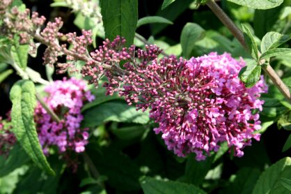 Budleja Dawida "Pink Delight" (Buddleja Davidii)