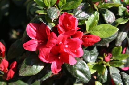 Azalia Japońska "Maruschka" (Azalea Jap.)