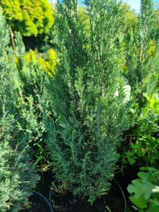 Cyprysik Lawsona "Elwoodii" (Chamaecyparis Lawsoniana)