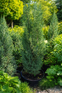 Cyprysik Lawsona "Elwoodii" (Chamaecyparis Lawsoniana)