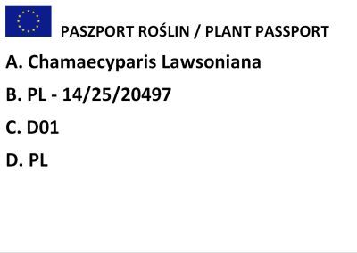 Cyprysik Lawsona "Elwoodii" (Chamaecyparis Lawsoniana)