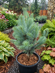 Świerk Kłujący "Iseli Fastigiate" (Picea Pungens)