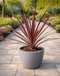 Kordylina australijska "Red Star" (Cordyline australis)
