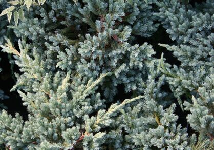 Jałowiec Łuskowy "Blue Spider" (Juniperus Squamata)