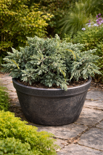 Jałowiec Łuskowy "Blue Spider" (Juniperus Squamata)