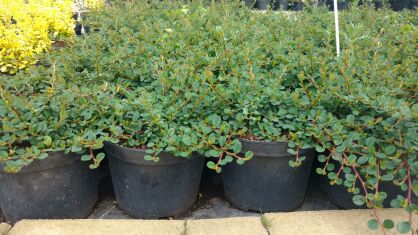 Irga Płożąca "Queen of Carpets" (Cotoneaster Procumbens)