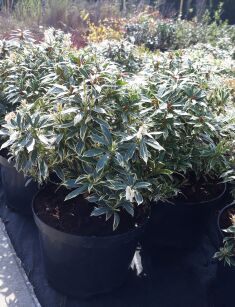 Pieris Japoński "Variegata" (Pieris Japonica)