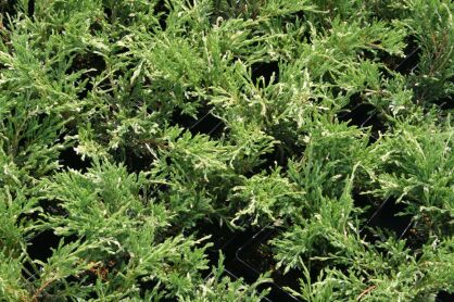 Jałowiec Płożący "Andorra Variegata" (Juniperus Horizontalis)