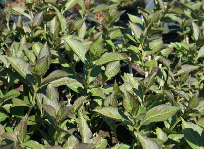 Krzewuszka Cudowna "Victoria" (Weigela Florida)