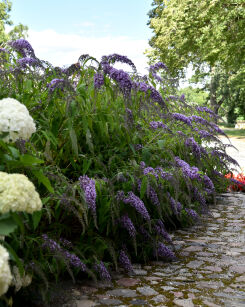 Budleja Dawida "Wisteria Lane" (Buddleja Davidii)