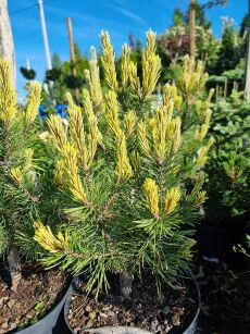 Sosna Górska "Misty" (Pinus Mugo )