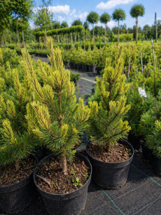 Sosna Górska "Misty" (Pinus Mugo )