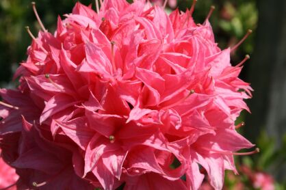 Azalia Wielkokwiatowa "Homebush" (Rhododendron)