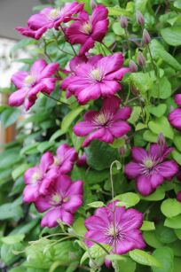 Powojnik "Red Star" (Clematis)
