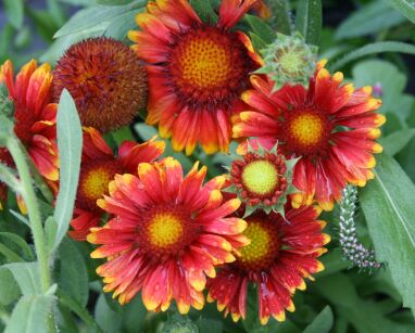 Gaillardia Wielkokwiatowa "Arizona Red Shades" (Gaillardia Grandiflora)