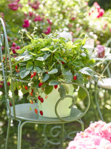 Poziomka "Alexandria" (Fragaria Vesca)