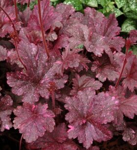 Żurawka "Midnight Rose Select" (Heuchera)