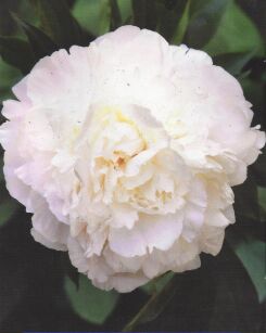 Piwonia Chińska "Baroness Schroeder" (Paeonia)