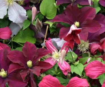 Powojnik Wielkokwiatowy "Westerplatte" (Clematis)