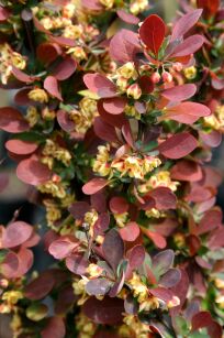 Berberys Thunberga "Red Pillar" (Berberis Thunbergii)