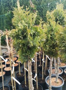 Żywotnik Zachodni "Spiralis" szczepiony (Thuja Occ.)