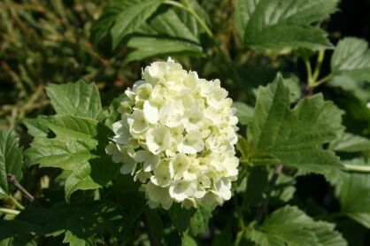 Kalina Koralowa "Compactum" (Viburnum Opulus)