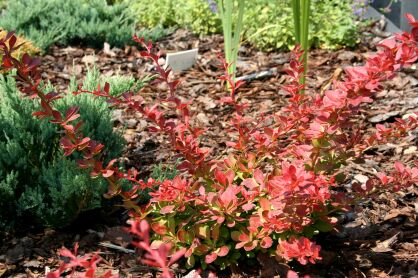 Berberys Thunberga "Red Carpet" (Berberis Thunbergii)