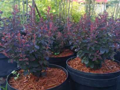 Berberys Thunberga "Paola" (Berberis Thunbergii)