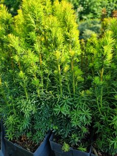 Cis Pospolity "David" (Taxus Baccata)