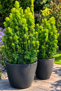 Cis Pospolity "David" (Taxus Baccata)