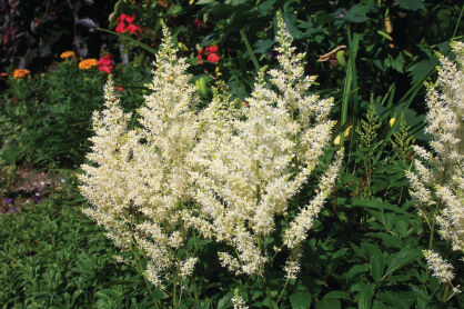Tawułka Arendsa "Astray White" (Astilbe Arendsii)