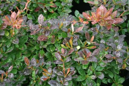 Berberys Thunberga "Red Jewel" (Berberis Thunbergii)