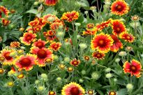 GAILLARDIA WIELKOKWIATOWA ARIZONA SUN, CZERWONO ŻÓŁTA,  www.sklep.szkolka.radom.pl, szkółka Romero