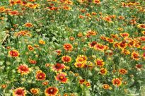 GAILLARDIA WIELKOKWIATOWA ARIZONA SUN, CZERWONO ŻÓŁTA,  www.sklep.szkolka.radom.pl, szkółka Romero