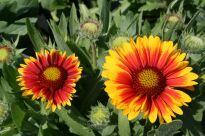 GAILLARDIA WIELKOKWIATOWA ARIZONA SUN, CZERWONO ŻÓŁTA,  www.sklep.szkolka.radom.pl, szkółka Romero