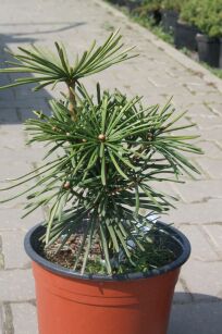Sośnica Japońska "Sternschnuppe" (Sciadopitys Verticillata)