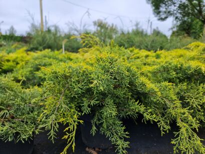 Jałowiec Pfitzera "Old Gold" (Juniperus Pfitzeriana)