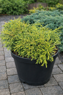 Cyprysik Groszkowy "Golden Mop" (Chamaecyparis Pisifera)
