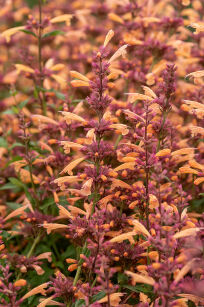 Kłosowiec  "Mango Tango" (Agastache)