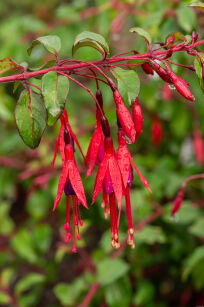 Fuksja "Ricartonii"  (Fuchsia magellanica)
